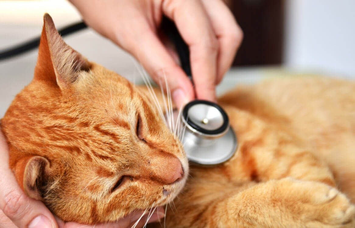 Eine Katze in Behandlung
