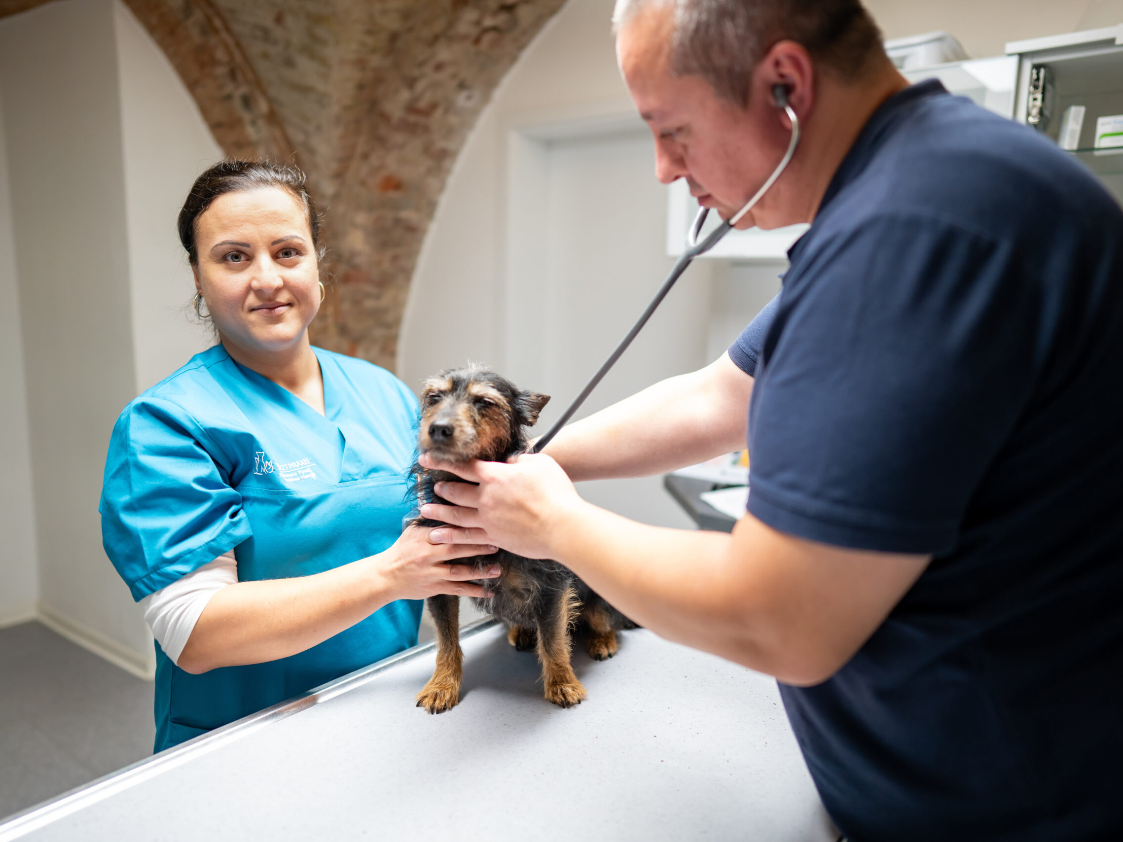 Tierarzt h&ouml;rt einen Hund mit einem Stethoskop ab